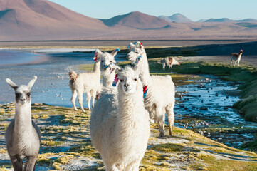 White alpacas on the shore of lake Laguna Colorada in Altiplano, Bolivia - obrazy, fototapety, plakaty