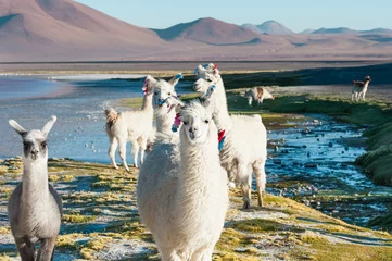 Papier Peint photo Lama White alpacas on the shore of lake Laguna Colorada in Altiplano, Bolivia