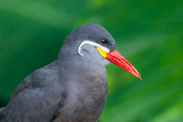 Inca Tern