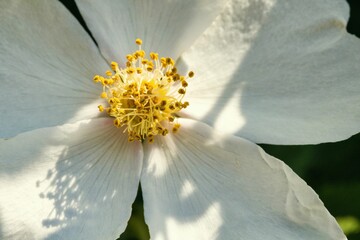 Blüte