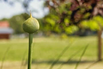 Natur pur