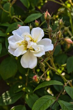 Bl&uuml;te