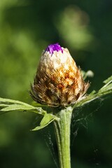 Blüte
