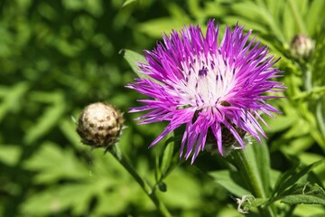 Blüte