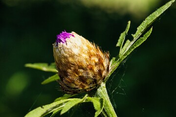 Blüte