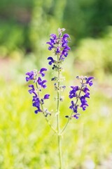 Blüte