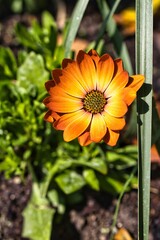 Blüte
