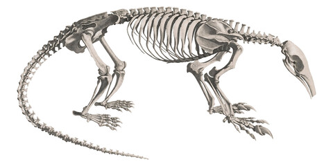 Silent Hunter: Vintage Anteater Skeleton Illustration