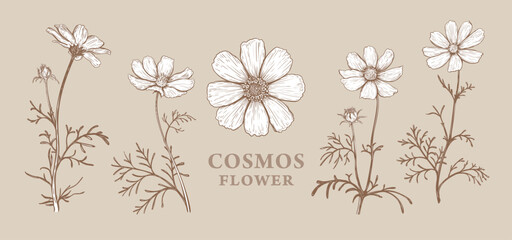 Set of hand drawn luxurious Cosmos flowers. Vector illustration of plant elements for floral design. Sepia sketch of flowers isolated on a beige background. Beautiful bouquet of Cosmos flowers - 618200080