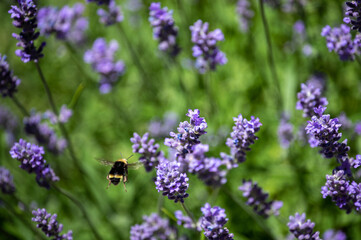 Bumble bee buzzes toward his lavender destination.