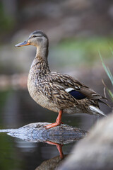 Mallard duck hen