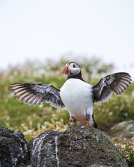 atlantic puffin or common puffin