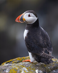 Atlantic puffin