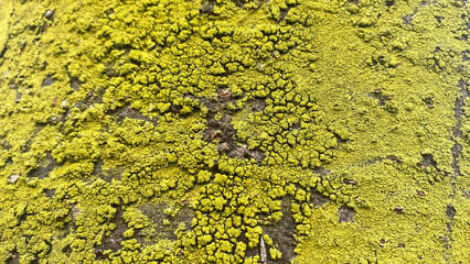 Yellow candle moss growing on the surface of the tree