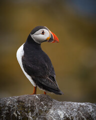 atlantic puffin or common puffin