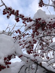 snow covered red berries and branches of a tree