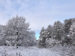 snow covered trees