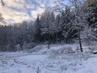 landscape with trees and snow