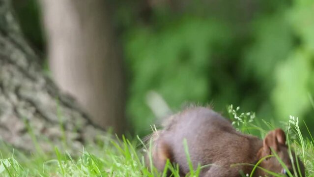 夏毛のエゾリス