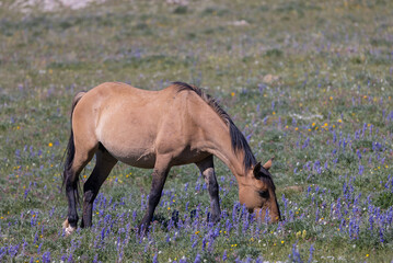 Wild Horse in Summer in the Pryor Mountains Montana