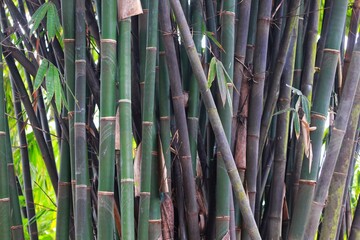 green bamboo tree in a garden, for background
