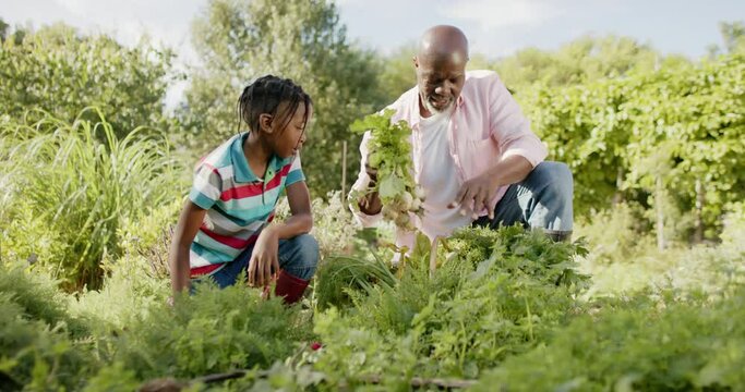 Happy senior african american grandfather and grandson picking vegetables in sunny vegetable garden