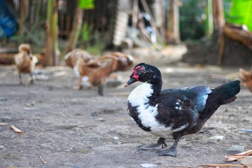 Menthok (Cairina moschata) are like ducks raised for meat, eggs and feathers. Menthok feathers can be made for dusters