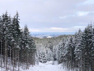 snow covered trees in winter