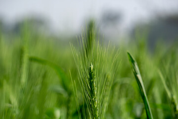 Green wheat field landscape. A vast field filled with green grains of wheat. Closeup image of large wheat grain. Bangladesh is an agricultural country in South Asia.