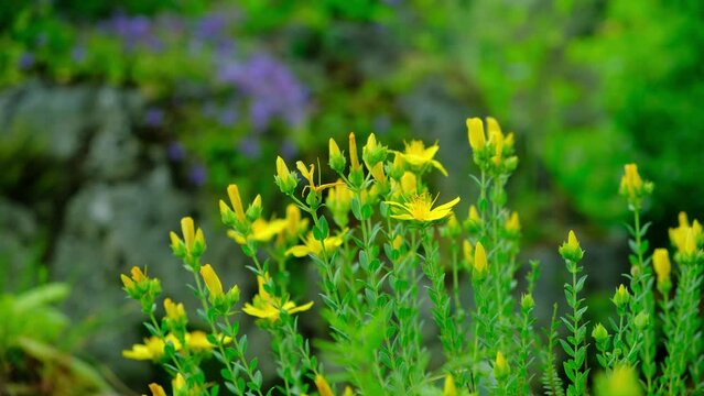 Yellow flowers of St. Johns wort hypericum polyphyllum close-up