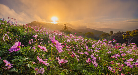 colorful flower filed in sunset with mountain background. Beautiful pink cosmos filed in sunset sky