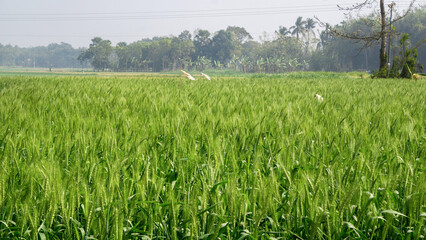 Agriculture in South Asia. Green wheat field. Wide fields full of green grains of wheat.