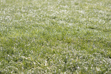 green grass background cut out with space to insert text