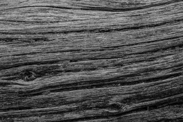 Oak Tree Trunk Texture Black and White