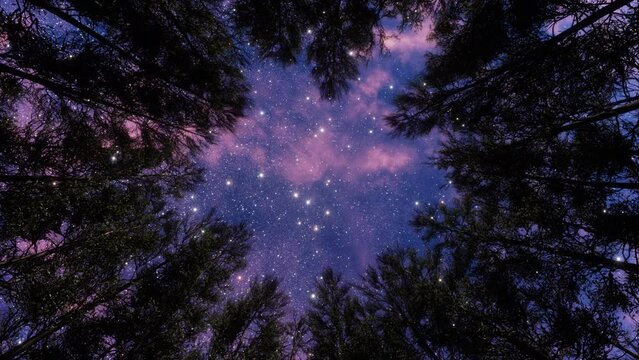 Forest trees at stary night, purple sky and the milky Way through the silhouettes of the trees. Camping at nature, looking from the bottom up to sky, view from below.