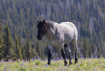 Wild Horse in Summer in the Pryor Mountains Montana