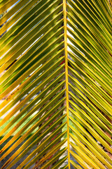 Close up on a large yellow green palm tree leaf lit by the evening sun