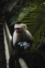Full Capuchin monkey portrait.