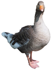 Toulouse goose bird transparent PNG