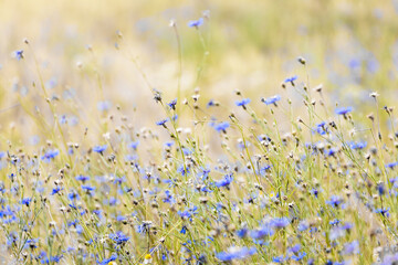 lush blur flowers on a field background
