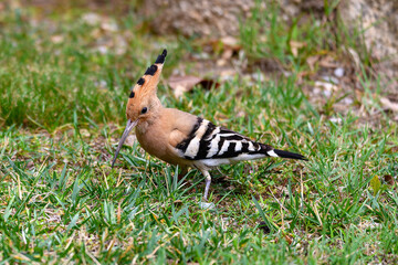 Wild hoopoe in mediterranean garden