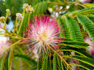 Pink tropical flower on a green background