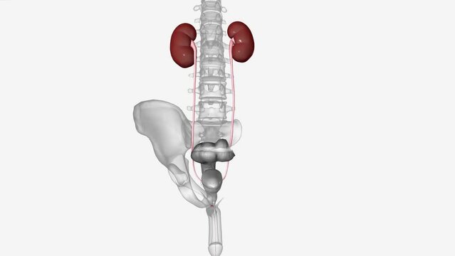 The urinary system includes your kidneys, ureters, bladder and urethra