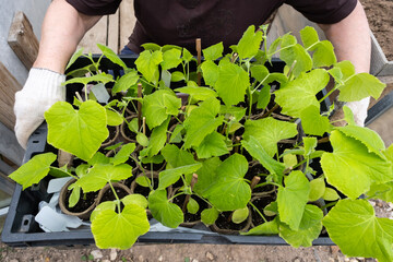 Gardener holding a box with green cucumber seedlings