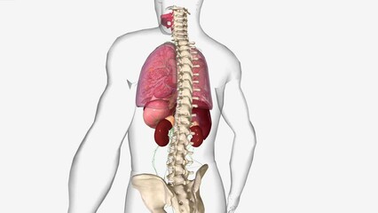 Stage 4 oesophageal cancer means your cancer is advanced. Your cancer might have spread into other organs or body structures next to the oesophagus