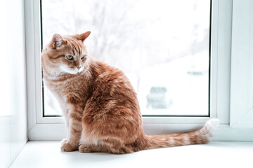 A ginger cat sits on the windowsill. Red cat looking out the window.