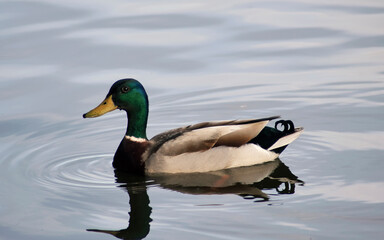 Fototapeta premium Duck on the pond