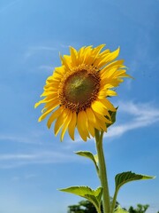 sunflower against blue sky