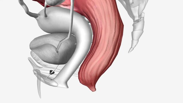 The rectum refers to the last four or five inches of the digestive tract