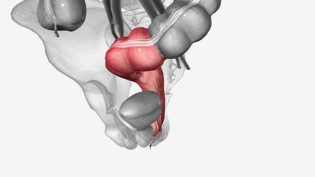 sigmoid colon is the terminal portion of the large intestine before reaching the rectum